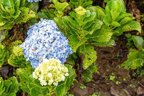 Hydrangea 스톡 사진
