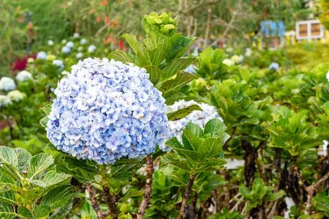 Hydrangea Foto stock