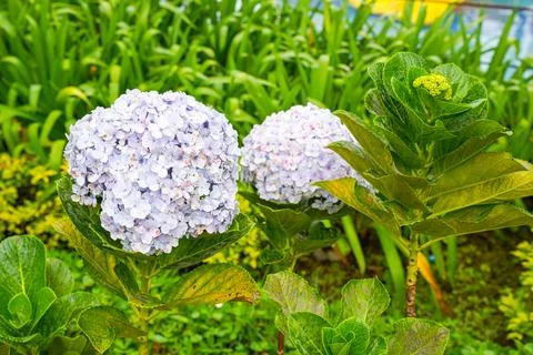 Hydrangea 스톡 사진