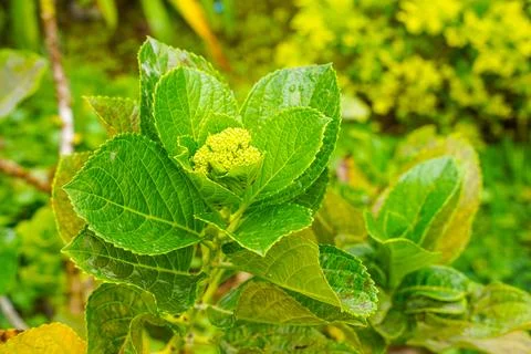 Hydrangea Stock Photos