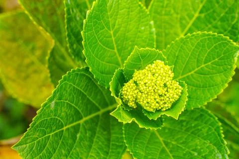 Hydrangea 写真素材
