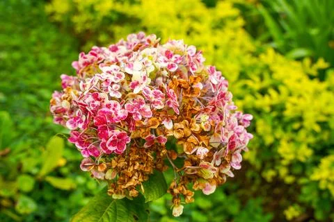 Hydrangea Foto stock