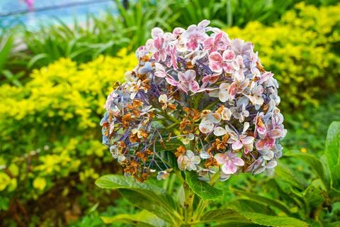Hydrangea 스톡 사진