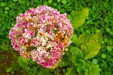 Hydrangea Foto stock