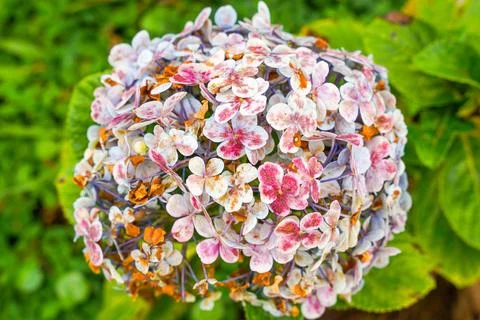 Hydrangea Stock Photos