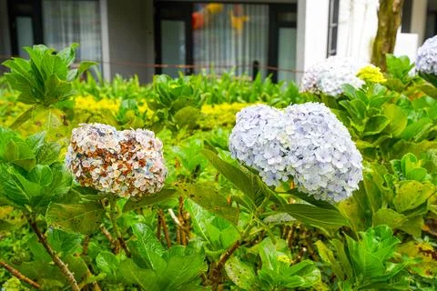 Hydrangea Stock Photos