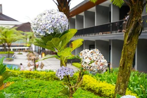 Hydrangea Stock Photos