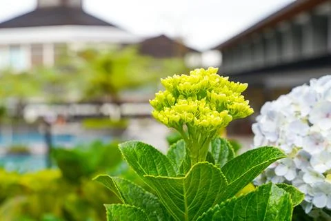Hydrangea Stock Photos