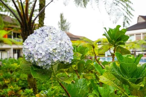 Hydrangea Foto stock