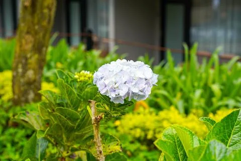 Hydrangea Stock Photos