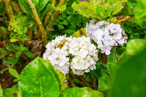 Hydrangea Stock Photos