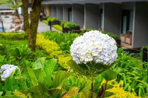 Hydrangea Foto stock
