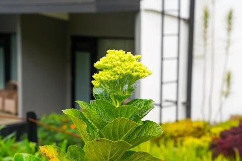 Hydrangea Stock Photos
