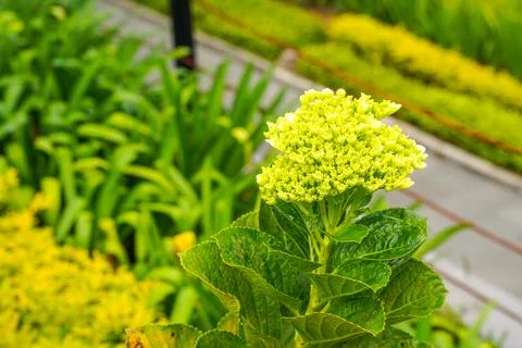 Hydrangea Foto stock