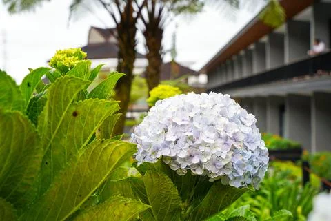 Hydrangea Stock Photos