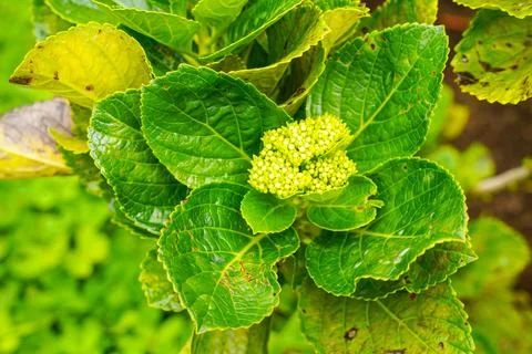Hydrangea Foto stock