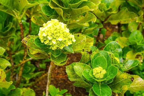 Hydrangea Stock Photos
