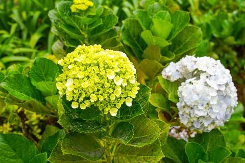 Hydrangea Stock Photos