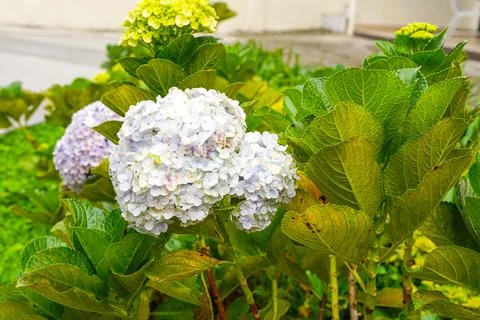 Hydrangea 스톡 사진