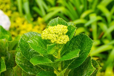 Hydrangea Foto stock