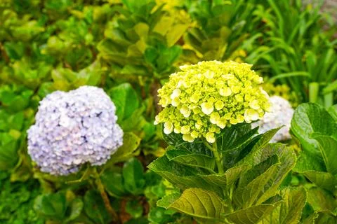 Hydrangea Foto stock