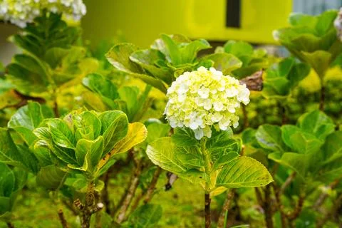 Hydrangea 스톡 사진