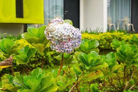 Hydrangea Stock Photos