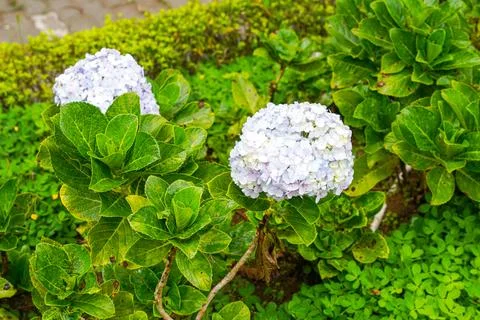 Hydrangea Foto stock