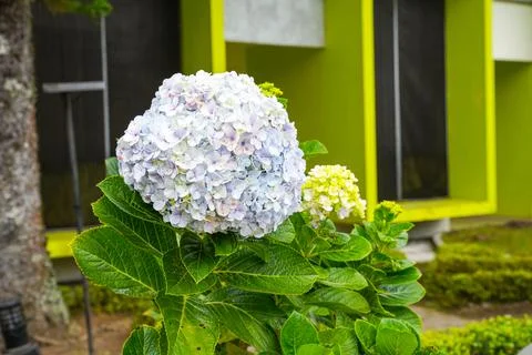Hydrangea 写真素材