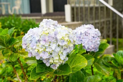 Hydrangea Foto stock
