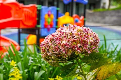 Hydrangea Stock Photos