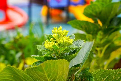 Hydrangea 스톡 사진