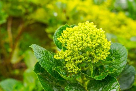 Hydrangea Foto stock