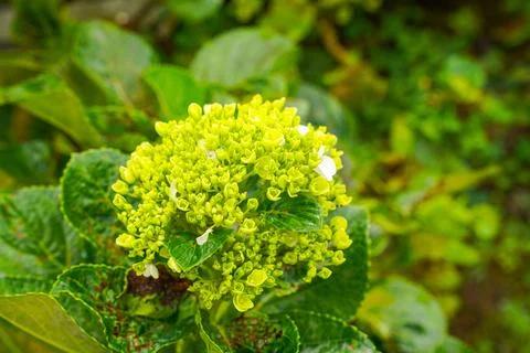 Hydrangea Foto stock