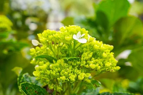 Hydrangea Foto stock