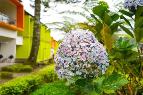 Hydrangea Foto stock