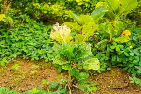 Hydrangea Stock Photos