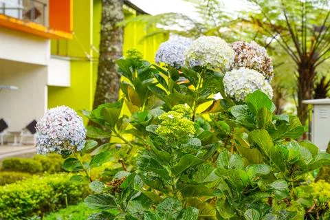 Hydrangea 写真素材
