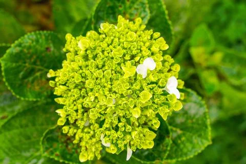 Hydrangea Stock Photos