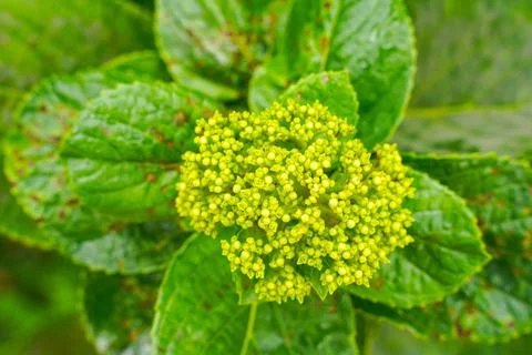 Hydrangea 写真素材