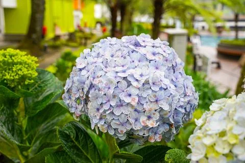 Hydrangea Stock Photos