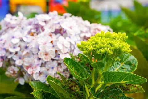 Hydrangea Foto stock