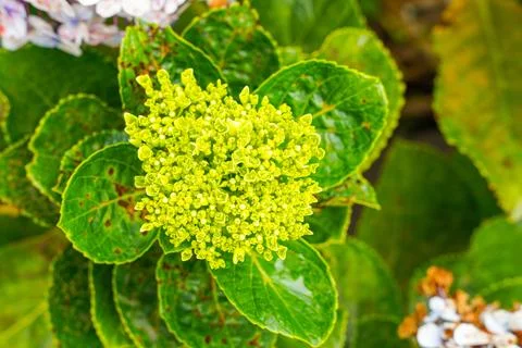 Hydrangea Stock Photos