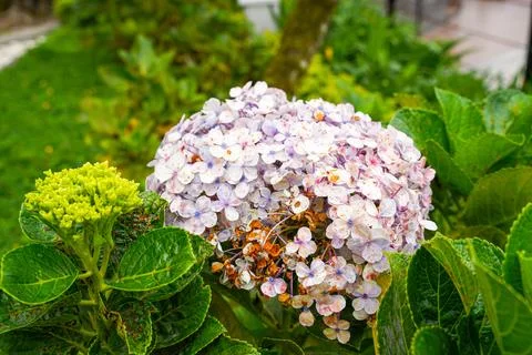 Hydrangea Foto stock