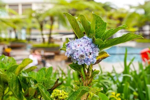 Hydrangea Stock-Fotos