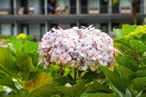 Hydrangea Stock Photos