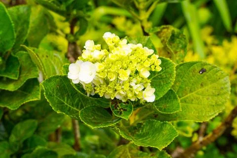 Hydrangea Foto stock