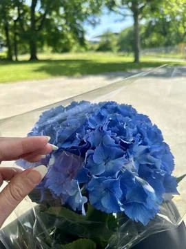 Hydrangea Stock Photos