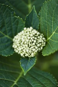 Hydrangea Stock Photos