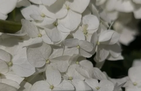 Hydrangea Stock Photos